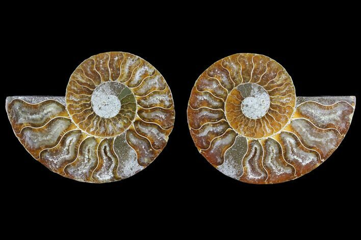 Agate Replaced Ammonite Fossil - Madagascar #145815